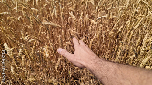 Εκτύπωση καμβά Man touching fresh wheat on the farm.