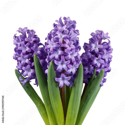 Purple Flowers Bloom in a Vase Placed on a White Background
