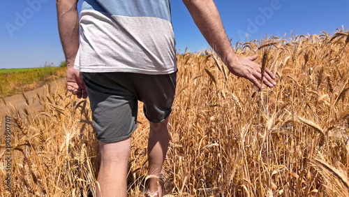Фотография Man touching fresh wheat on the farm.