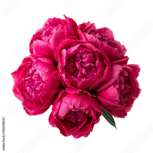 Pink Peonies Arranged Together on a White Background for Display or Decoratio...