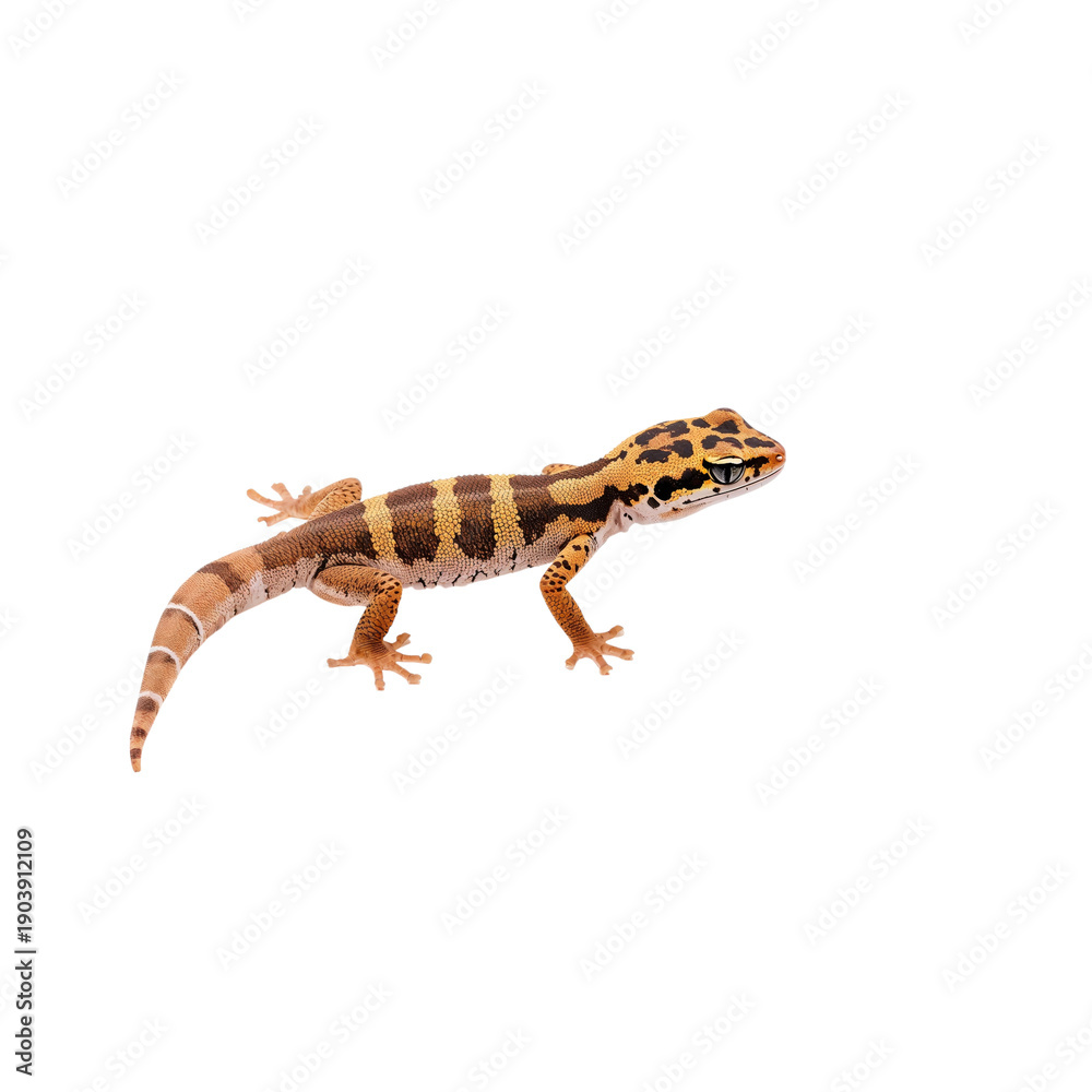 Fototapeta premium Leopard Gecko Walking on a White Background in a Studio Setting During Daytime