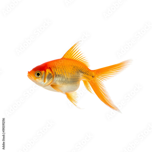 Golden Fish Swims in Clear Water With Fins Moving Gracefully in the Light