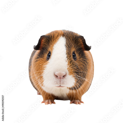 Cute Guinea Pig Sits in a Bright Space Looking Straight at the Viewer and Sho...