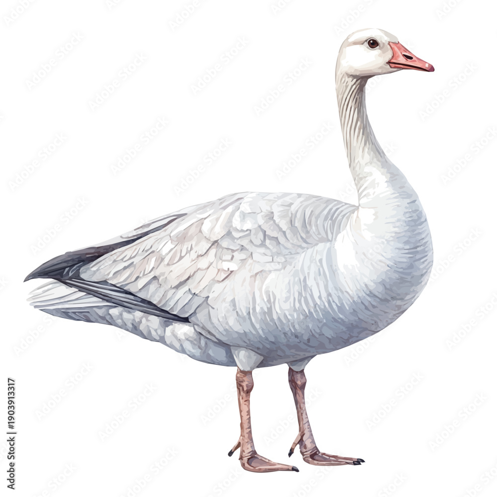 Obraz premium Goose, lively watercolor vector drawing with intricate brush, isolated on a white background.