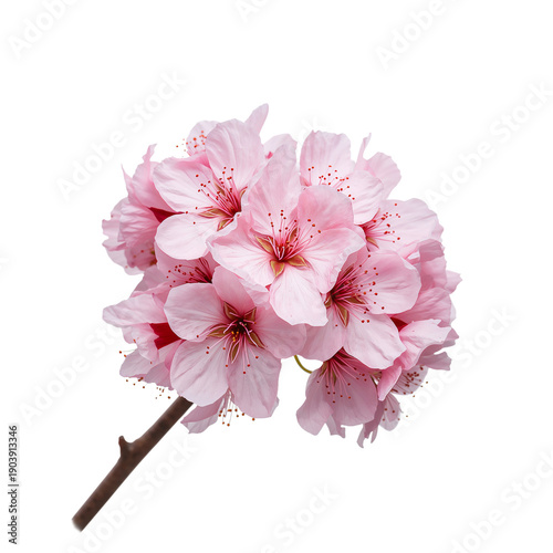 Cherry Blossom Branch With Pink Flowers on a White Background