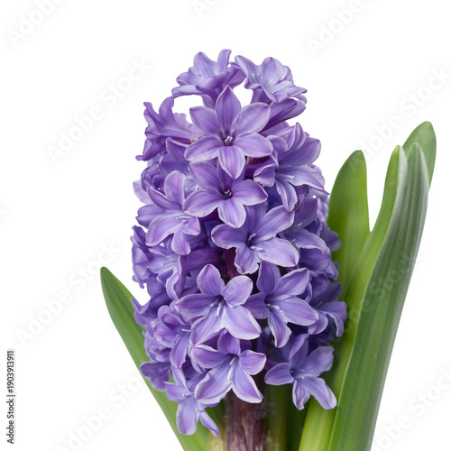 Purple Flowers Bloom With Green Leaves in a Bright Setting During Spring Season
