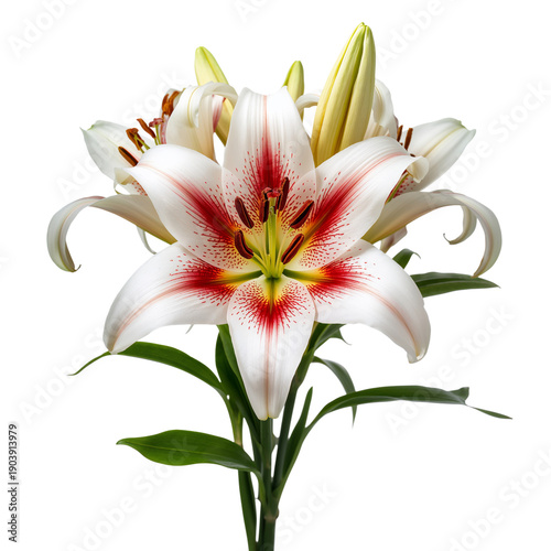 Beautiful White and Red Flowers Are Displayed on a Green Stem in Bright Light