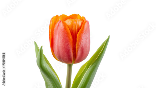 Bright Tulip With Orange and Pink Petals Stands Upright on a White Background