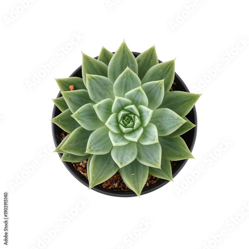 Succulent Plant in a Small Black Pot Sitting on a White Surface During the Da...