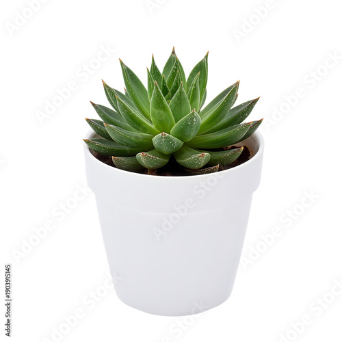 Succulent Plant in a Small Black Pot Sitting on a White Surface During the Da...