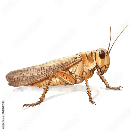 Cricket, serene watercolor vector artwork with smooth washes of color and refined textures, isolated on a white background.
