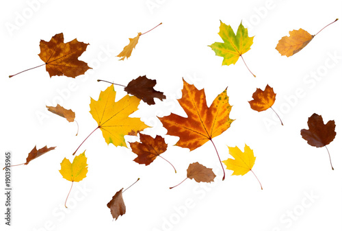 Assortment of colorful maple leaves falling or floating  autumn design