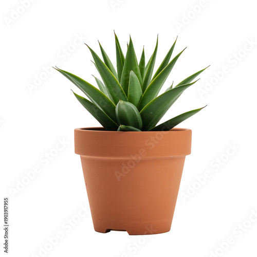 Indoor Plant in Terracotta Pot on a Simple Background During Daylight Hours
