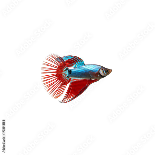 Colorful Fish Swimming in Clear Water With Fins Spread Wide