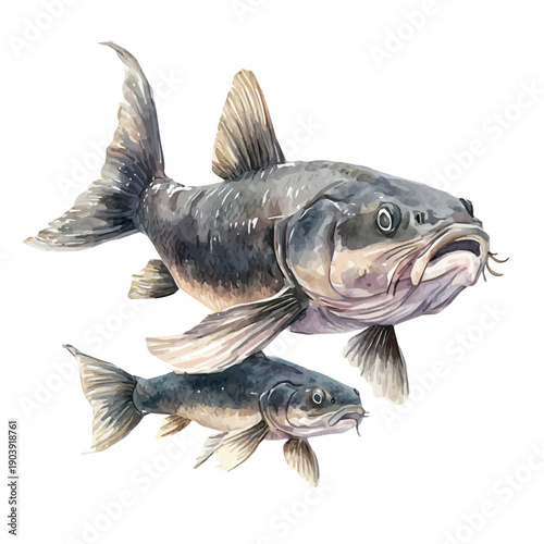 watercolor graphic of A Mother Catfish With Her Kid, isolated on a white background.