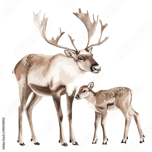 watercolor graphic of A Mother Caribou With Her Kid, isolated on a white background.