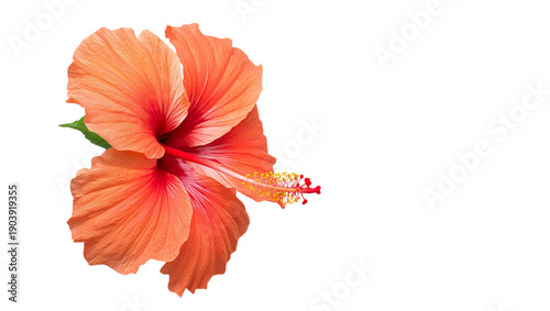 Bright Orange Hibiscus Flower in Close-Up, Showing Details of Petals and Stam...