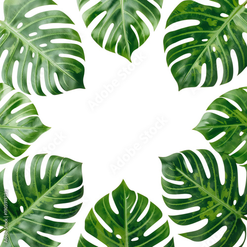 Lush Green Leaves Arranged in a Circular Pattern Against a White Background