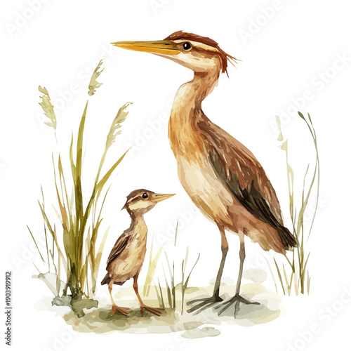 watercolor graphic of A Mother Bittern With Her Kid, isolated on a white background.