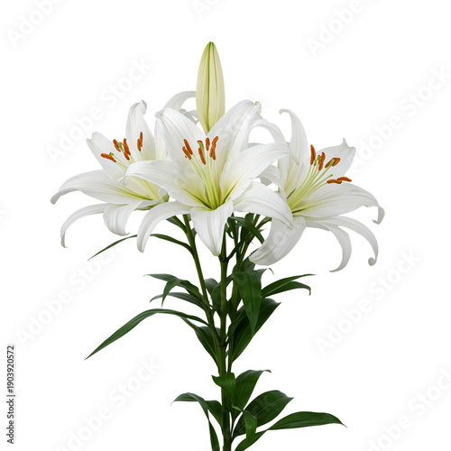 White Lilies Bloom With Green Leaves Under Bright Light in a Simple Setting D...