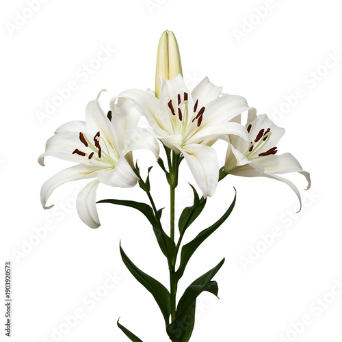 White Lilies Bloom With Green Leaves Under Bright Light in a Simple Setting D...