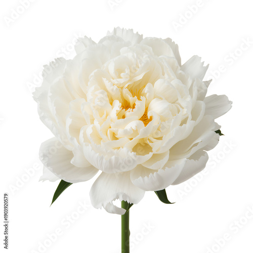 White Flower With Soft Petals and Green Stem Standing Alone on a Plain Backgr...