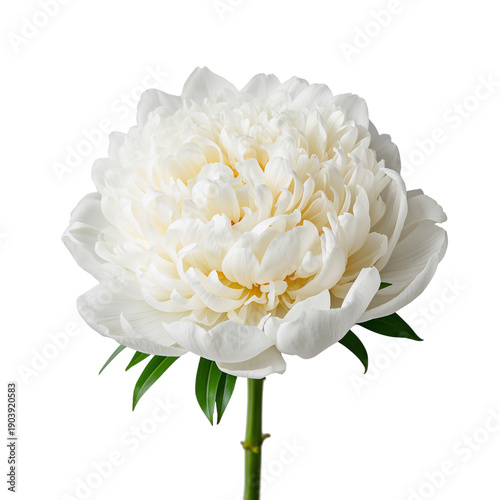 White Flower With Soft Petals and Green Stem Standing Alone on a Plain Backgr...