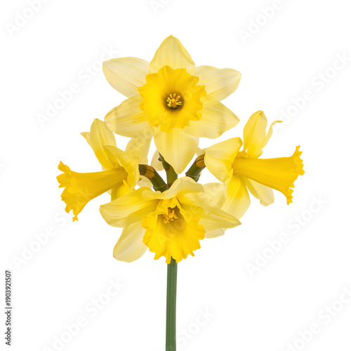 Daffodils Bloom in a Simple Arrangement on a Plain Background During Springtime