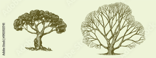 Old olive tree and bare oak tree drawing. Black and white hand drawn engraving as a symbol of home, steady and peace. Extra virgin olive oil emblem