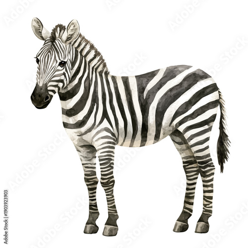 watercolor graphic of Zebra illustration, isolated on a white background.