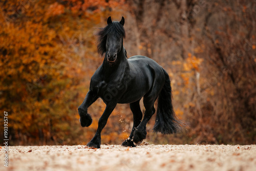 фотографія Friese im Herbst