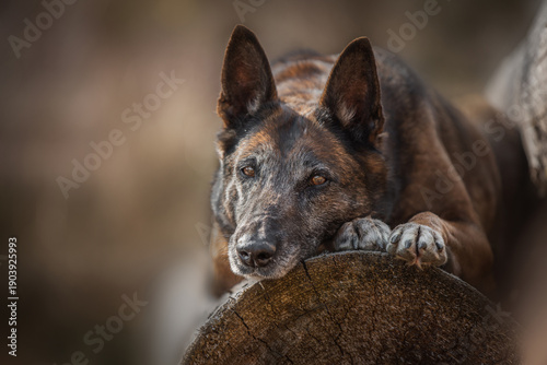 Obraz na plátně belgian shepherd