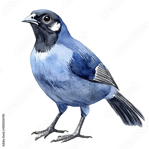 watercolor graphic of Quail illustration, isolated on a white background.