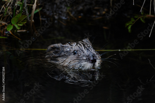 Muskrat in the Pond