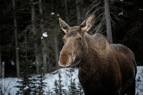 Moose in the Snow