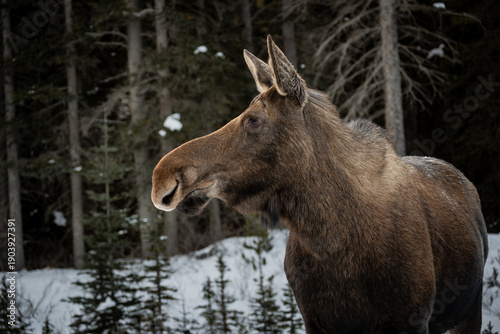Moose in The Rockies