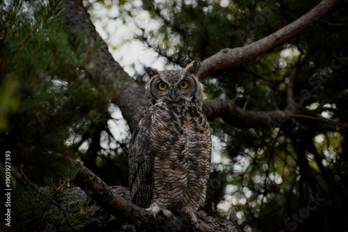 Great Horned Owl