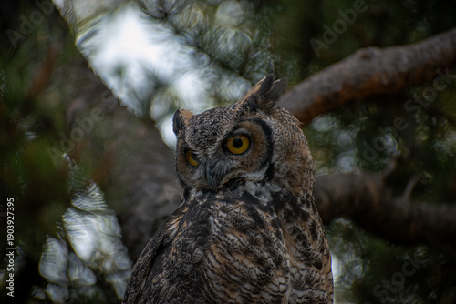 Great Horned Owl
