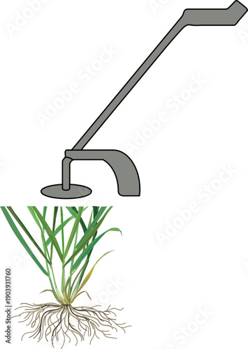 Mowing of lawn grass (Perennial ryegrass or Lolium perenne) plant isolated on white background
