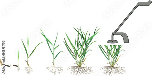 Growth stages of lawn grass (Perennial ryegrass or Lolium perenne) plant development from seed germination to tillering and mowing. Life cycle of lawn grass isolated on white background