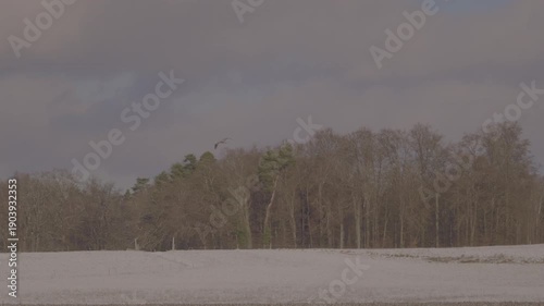 Wallpaper Mural Gray heron flying over snow covered meadows with woodland in the background at Swiss village of Oberglatt on a winter day. Slow motion movie shot January 3rd, 2026, Zurich, Oberglatt, Switzerland. Torontodigital.ca