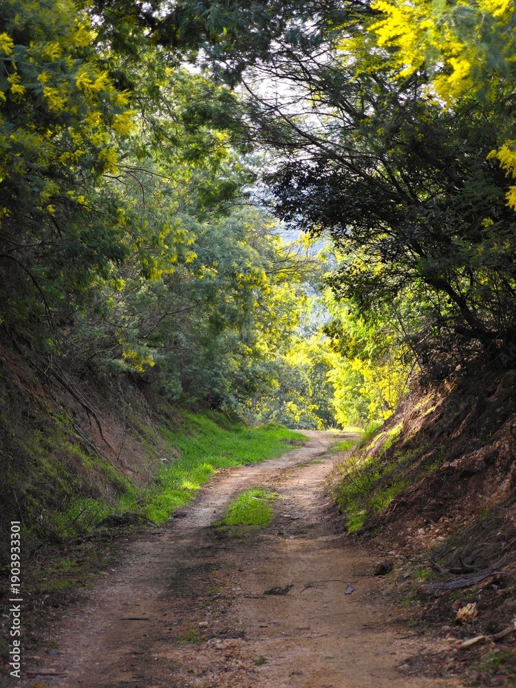 Obraz premium path in the woods