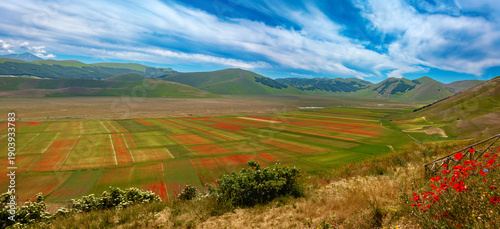 Obraz na plátně The natural spectacle of the flowering in the Castelluccio di Norcia plain, the fields transform into a mosaic of red poppies, blue cornflowers, creating a unique landscape