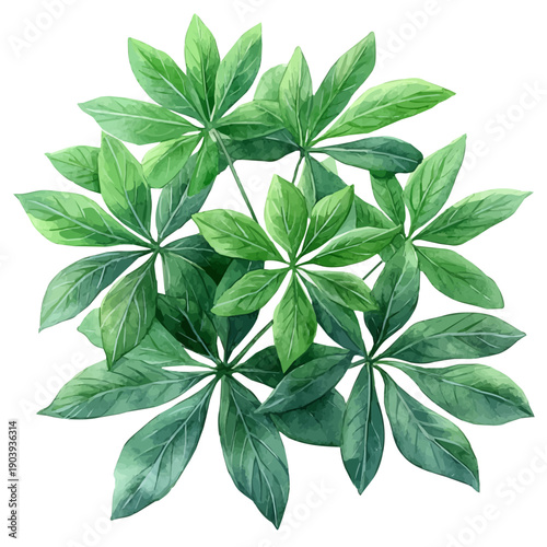 watercolor painting of Aralia Branch, isolated on a white background.