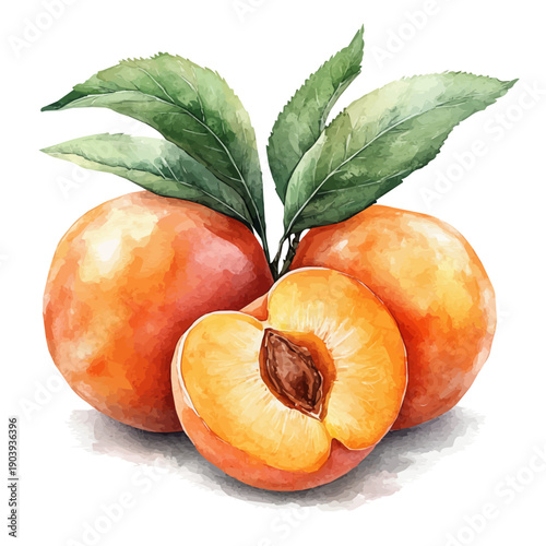 Apricot Tree, watercolor artwork with bold brush accents and dynamic composition, isolated on a white background.