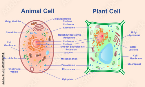 Animal and Plant Cell Diagram. Biology infographics with cell structure. Microbiology and Anatomy: Design Element for Educational Materials. Flat vector illustration