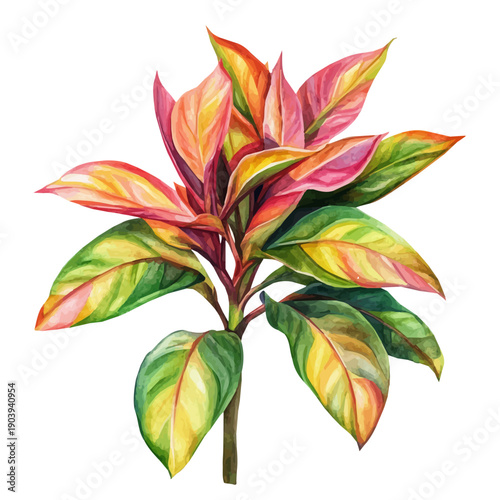 Ti Plant High Quality, watercolor illustration featuring soft shadows and luminous, isolated on a white background.
