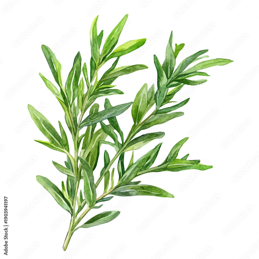 Fototapeta premium Tarragon High Quality, watercolor painting with colorful accents, isolated on a white background.