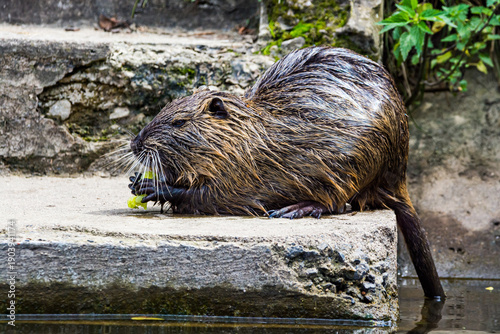 Tableau sur toile Myocastor coypus eating on shore of river Vltava in Prague, Czech republic