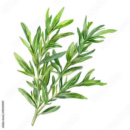Tarragon High Quality, watercolor painting with colorful accents, isolated on a white background.